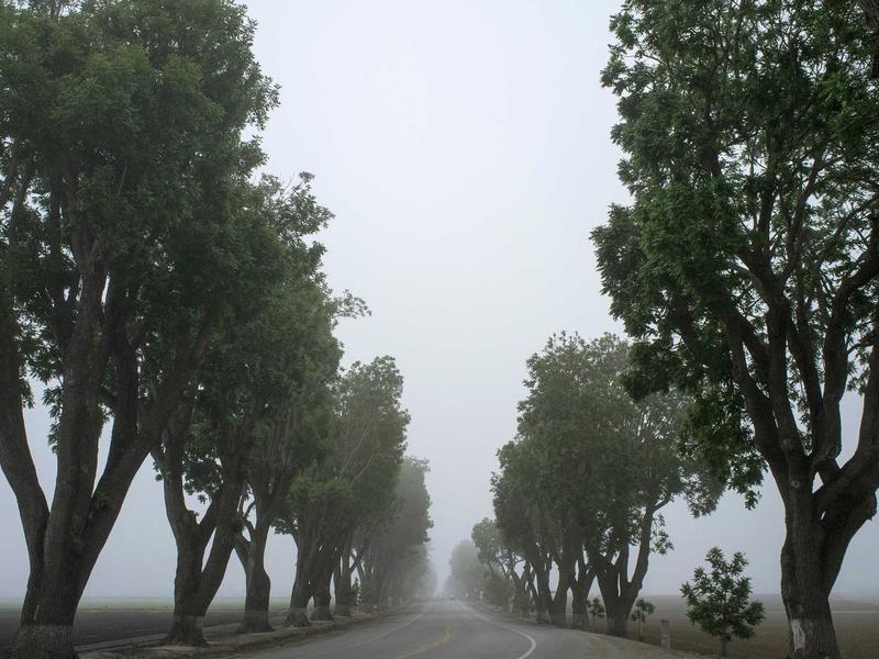 The Lone Pine